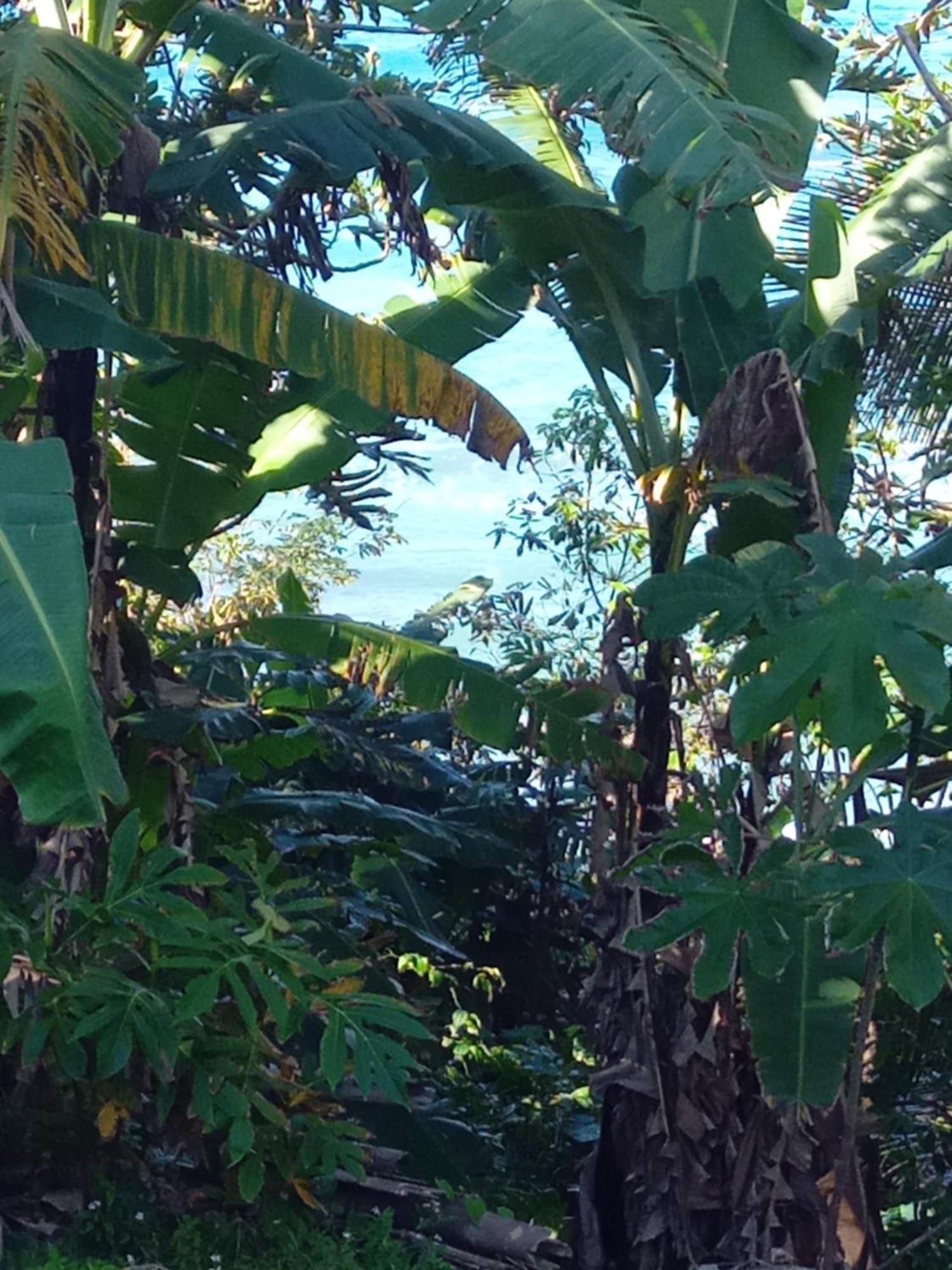 Barracuda Beach Hotel Port Antonio Exterior foto